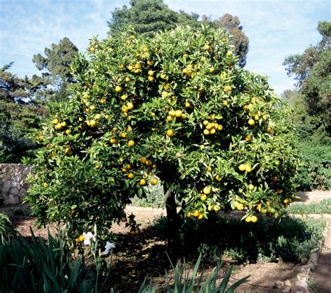 Jardin d'Orangers D